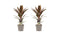 Decorum Duo 2x Cordyline Rumba