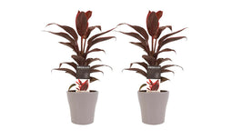Decorum Duo 2x Cordyline Mambo met Anna taupe