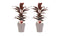 Decorum Duo 2x Cordyline Mambo met Anna taupe