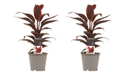 Decorum Duo 2x Cordyline Mambo