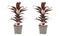 Decorum Duo 2x Cordyline Mambo