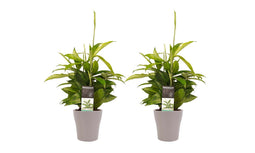 Decorum Duo 2 x Dracaena Surculosa met Anna taupe