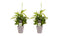 Decorum Duo 2 x Dracaena Surculosa met Anna taupe
