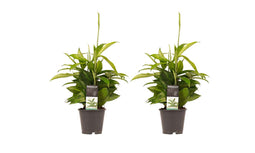 Decorum Duo 2 x Dracaena Surculosa