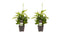 Decorum Duo 2 x Dracaena Surculosa