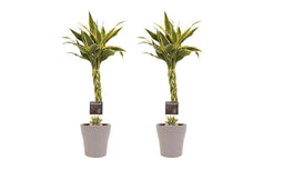 Decorum Duo 2 x Dracaena Sandriana white met Anna taupe