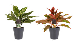 Decorum Combi 1 x Aglaonema Maria 1x Aglaonema Crete met Anna grey