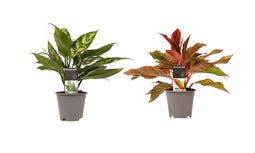 Decorum Combi 1 x Aglaonema Maria 1x Aglaonema Crete