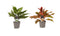 Decorum Combi 1 x Aglaonema Maria 1x Aglaonema Crete