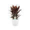Decorum Cordyline Tango Toef met Elho brussels white