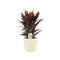 Decorum Cordyline Tango Toef met Elho brussels soap