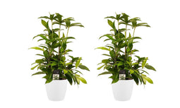 Decorum Duo 2x Dracaena Surculosa met Elho brussels white