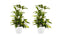 Decorum Duo 2x Dracaena Surculosa met Elho brussels white
