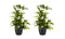 Decorum Duo 2x Dracaena Surculosa met Elho brussels living black