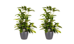 Decorum Duo 2x Dracaena Surculosaet Elho brussels antracite
