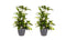 Decorum Duo 2x Dracaena Surculosaet Elho brussels antracite