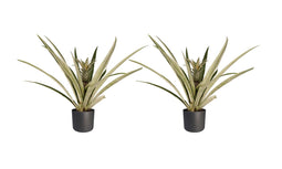 Decorum Duo 2 x Ananas Champaca met Elho B.for soft antracite