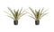 Decorum Duo 2 x Ananas Champaca met Elho B.for soft antracite