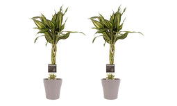 Decorum Duo 2 x Dracaena Sandriana victory met Anna taupe