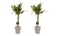 Decorum Duo 2 x Dracaena Sandriana victory met Anna taupe
