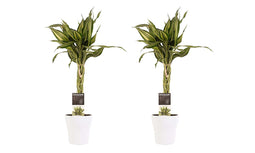Decorum Duo 2 x Dracaena Sandriana victory met Anna white