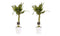 Decorum Duo 2 x Dracaena Sandriana victory met Anna white