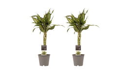 Decorum Duo 2 x Dracaena Sandriana victory