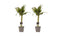 Decorum Duo 2 x Dracaena Sandriana victory
