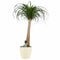Decorum Beaucarnea Recht met Elho brussels soap
