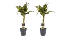 Decorum Duo 2 x Dracaena Sandriana victory met Anna grey