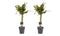 Decorum Duo 2 x Dracaena Sandriana victory met Anna grey