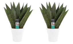 Decorum Duo Sansevieria Zeylanica met sierpot Anna white