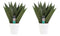 Decorum Duo Sansevieria Zeylanica met sierpot Anna white