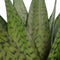Decorum Duo Sansevieria Zeylanica met sierpot Anna white