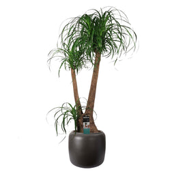 Beaucarnea in ELHO ® Pure Beads Small Ø 40 (Walnootbruin)