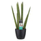 Decorum Sansevieria Cylindrica met Elho brussels living black