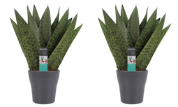 Decorum Duo Sansevieria Zeylanica met sierpot Anna grey