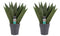 Decorum Duo Sansevieria Zeylanica met sierpot Anna grey