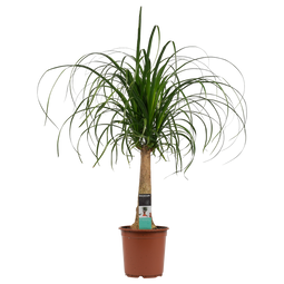 Decorum Beaucarnea Recht