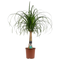 Decorum Beaucarnea Recht
