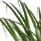 Decorum Beaucarnea Recht