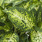 Dieffenbachia Compacta