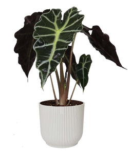 Alocasia Polly in ELHO Vibes Fold sierpot (zijdewit)