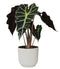 Alocasia Polly in ELHO Vibes Fold sierpot (zijdewit)