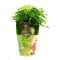 Ficus Green Kinky Sprookjesboom