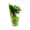 Ficus Green Kinky Sprookjesboom