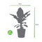Bananenplant in Elho® Greenville pot