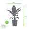 Bananenplant in Elho® Greenville pot