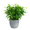 Combibox met hippe kamerplanten in trendy keramiek