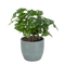 Combibox met hippe kamerplanten in trendy keramiek